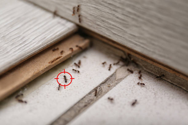 Best Mosquito Control Services  in Sulphur Springs, AR