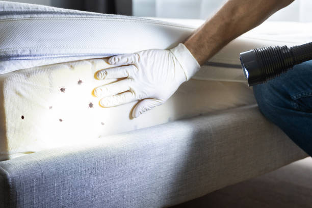 Professional Pest Control in Sulphur Springs, AR