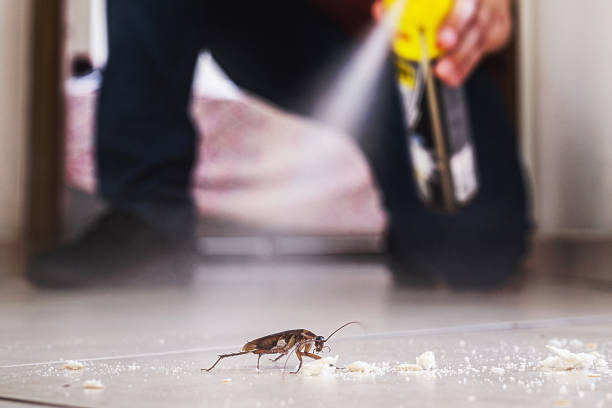 Best Cockroach Control Services  in Sulphur Springs, AR