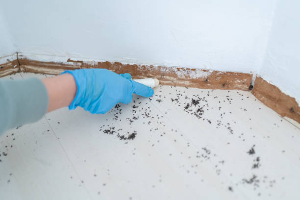 Best Affordable Pest Control Services  in Sulphur Springs, AR